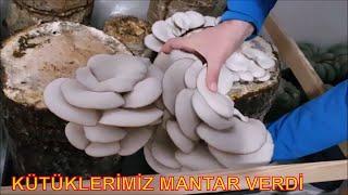 İstiridye Mantarı Yetiştiriciliği  Mantar Kavurması