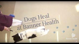 The Healing Power of Dogs at Banner Health