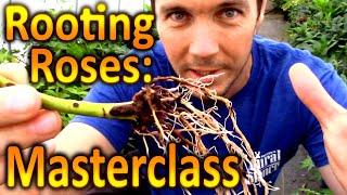 Multiply Your Plants for Free  Rooting Cuttings of Roses A Plant Propagation Masterclass