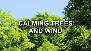 Calming Trees and Wind for Relaxing  8 Hours of Natural Sounds and Birds  Ghibli Vibes