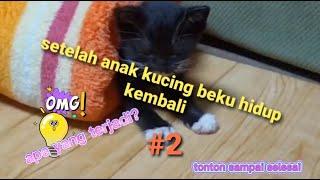 SETELAH ANAK KUCING BEKU HIDUP KEMBALI #2 - tonton sampai selesai