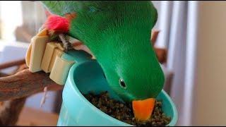 3 Myths About The Eclectus Parrot Diet  What Should Eclectus Parrots Really Eat