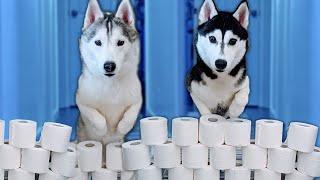 My Dog Reacts to the Toilet Paper Challenge  Huskies Vs Toilet Paper Rolls