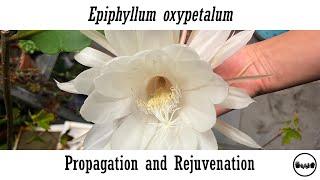 Epiphyllum oxypetalum Propagation and Rejuvenation