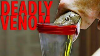 Deadliest Job in the World - Snake Milker Top 10