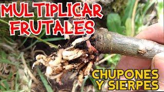 MULTIPLICAR FRUTALES USUANDO CHUPONES Y SIERPES  PRODUCIR FRUTALES NUEVOS DESDE LA RAÍZTRASPLANTE