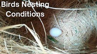 Birds Nesting Conditions  Breeding Mood of Lovebirds  HWI Aviary