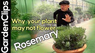 Rosemary herb plant - Why your Rosemary may not be flowering and how to make it happy - cooking herb