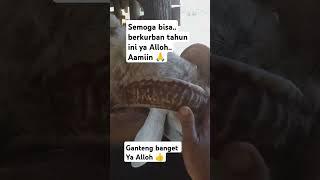 semoga terkabulkan ya Alloh.  #domba #kurban