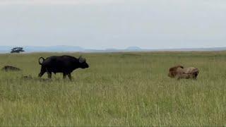 buffalo attacking the male lion to run away their territory video