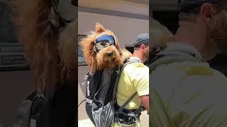 I took my dog on a city scooter #goldendoodle #dogdad #sanfrancisco