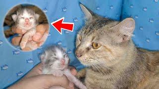 Introducing a Tiny Adopted Kitten to its Foster Mom Cat for the First Time │ Episode 1