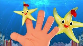 Sao Biển Gia Đình Ngón Tay  Vần Điệu Cho Trẻ Sơ Sinh  Kids Songs  Starfish Finger Family