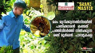 Worker who came to cut tree sees two Cobras   Snakemaster  EP 419  Kaumudy TV