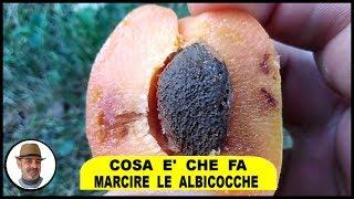 ALBICOCCA con la gomma TICCHIOLATURA del frutto