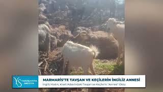 Marmaris’te tavşan ve keçilerin İngiliz annesi