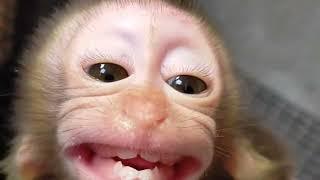 Baby monkey its time to ask for milk