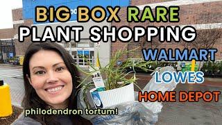 Philodendron Tortum At Walmart Big Box RARE Plant Shopping & House Plant Haul - Charlotte NC