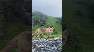 Шикотанская лиса. Курильские острова.