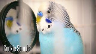 Budgie sounds  Cookie singing to Mirror
