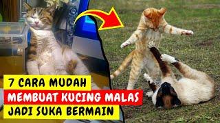 7 CARA MENGATASI KUCING PENDIAM JADI KUCING SUKA BERMAIN KUCING AKTIF - CARA MELATIH KUCING