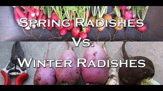 Spring vs  Winter Radishes - Whats the Difference?