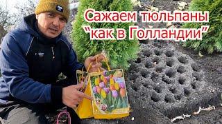 Сажаем тюльпаны по голландской технологии Шикарная клумба тюльпанов.