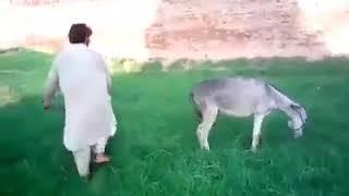 Kick Fight Between Donkey and Man hilarious Video