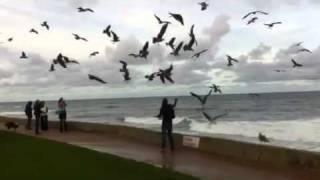 Gulls scare Japanese tourists