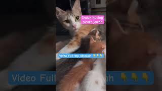 Induk Kuncing Pinter Nyahut kalo dipanggil #shorts #short #kucing #cat #anabul #shortvideo