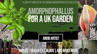 Amorphophallus in a UK Garden - Konjac Bulbifer Albus and more.