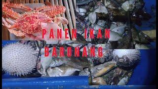 Menyulu Ikan I panen ikan baronang I harvest Rabbit fish I hasil laut wakatobi I night spear #fish