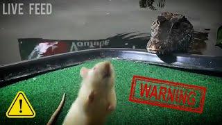 When Pet Crocs Feed on Live Prey  *WARNING* LIVE FEED