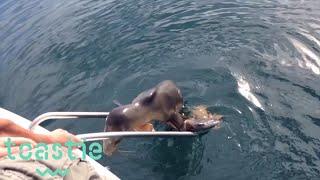 Injured Sea Lion Pup Jumps Onto Boat in California