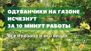 Как избавиться от одуванчиков на газоне за 10 минут работы