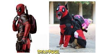 Superheroes Characters in Real Life as Dogs