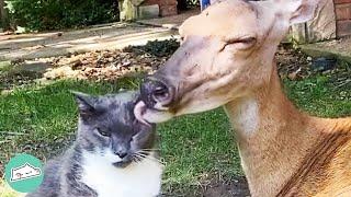 Senior Cat Becomes Best Friends with Deer. They Wont Stop Cuddles  Cuddle Friends