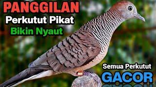 Perkutut lokal gacor RAJA PIKAT ini ahlinya bikin semua burung perkutut gacor nyaut