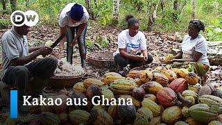 Kakao-Anbau in Ghana  Global Ideas
