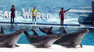 Dolphin show  Safari World Bangkok Full HD