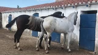 Horses in love.joven semental conoce first time a yegua para futuro cruce.horse mating