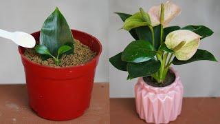 Tips To Help The Leaves Of Philodendron Rugosum Bud And Flower Easily