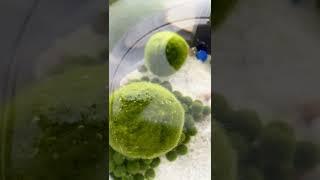 Two marimo float by bubbles