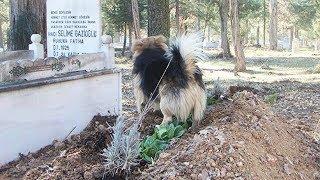 Perro desconsolado visita la tumba de su dueño todos los días