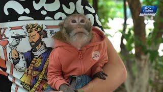 Чита стала самой известной обезьянкой в России. Зимой премьера.