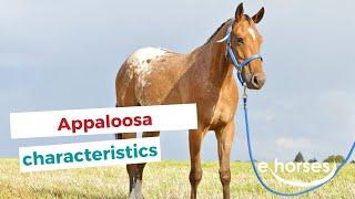 Appaloosa  characteristics origin & disciplines