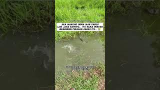 KENAPA TIDAK BOLEH MEMANCING IKAN GABUS YANG LAGI JAGA ANAKNYA COBA?  #shorts #subscribe