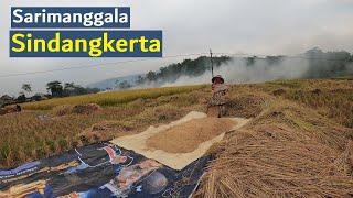 SUASANA PANEN PADI DI SAWAH BIKIN INGET MASA LALUPEMANDANGAN DESA INDAH SINDANGKERTA JAWA BARAT