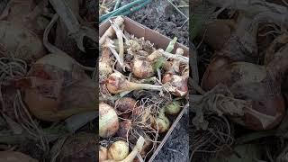 OMG ang dami... #onion #healthy #countrysidelife #shortvideo #viral #viralvideo