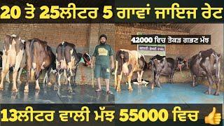 20ਲੀਟਰ ਵਾਲੀਆ 5 ਗਾਵਾਂ ਅਤੇ 2 ਮੱਝਾ ਵੀਕਾਓ। Buffalo and cow for salevadiya farm25-7-24